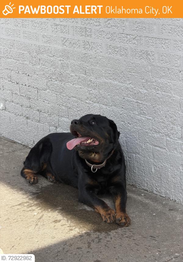 Found/Stray Male Dog last seen Near NW 5th St, Oklahoma City, OK, Oklahoma City, OK 73106