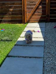 Lost Female Dog last seen Near Glenoaks and Hubbard , Los Angeles, CA 91342