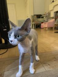 Lost Male Cat last seen By the chateau village pool, San Diego, CA 92130