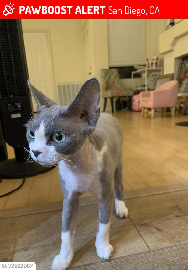 Lost Male Cat last seen By the chateau village pool, San Diego, CA 92130