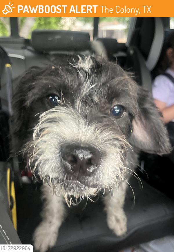Found/Stray Male Dog last seen Paige rd and Ramsey Dr, The Colony, TX 75056