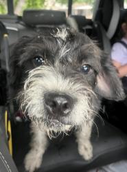 Found/Stray Male Dog last seen Paige rd and Ramsey Dr, The Colony, TX 75056