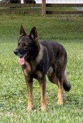 Reunited Male Dog last seen Near Bridle Path Drive, Lakeland, FL 33810