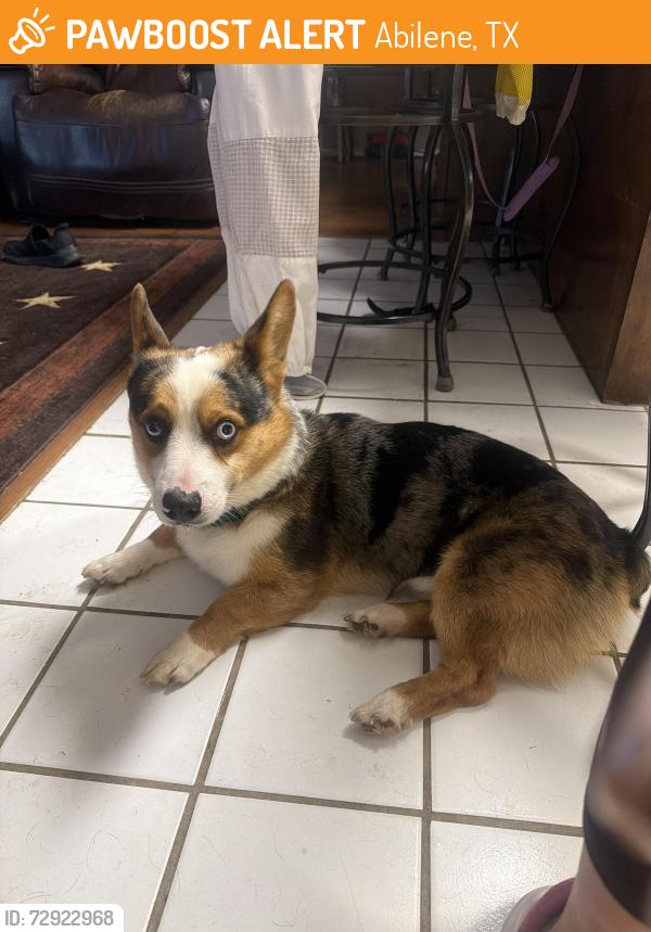 Found/Stray Male Dog last seen Ambler avenue and Garfield ave, Abilene, TX 79601
