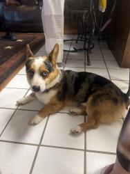 Found/Stray Male Dog last seen Ambler avenue and Garfield ave, Abilene, TX 79601