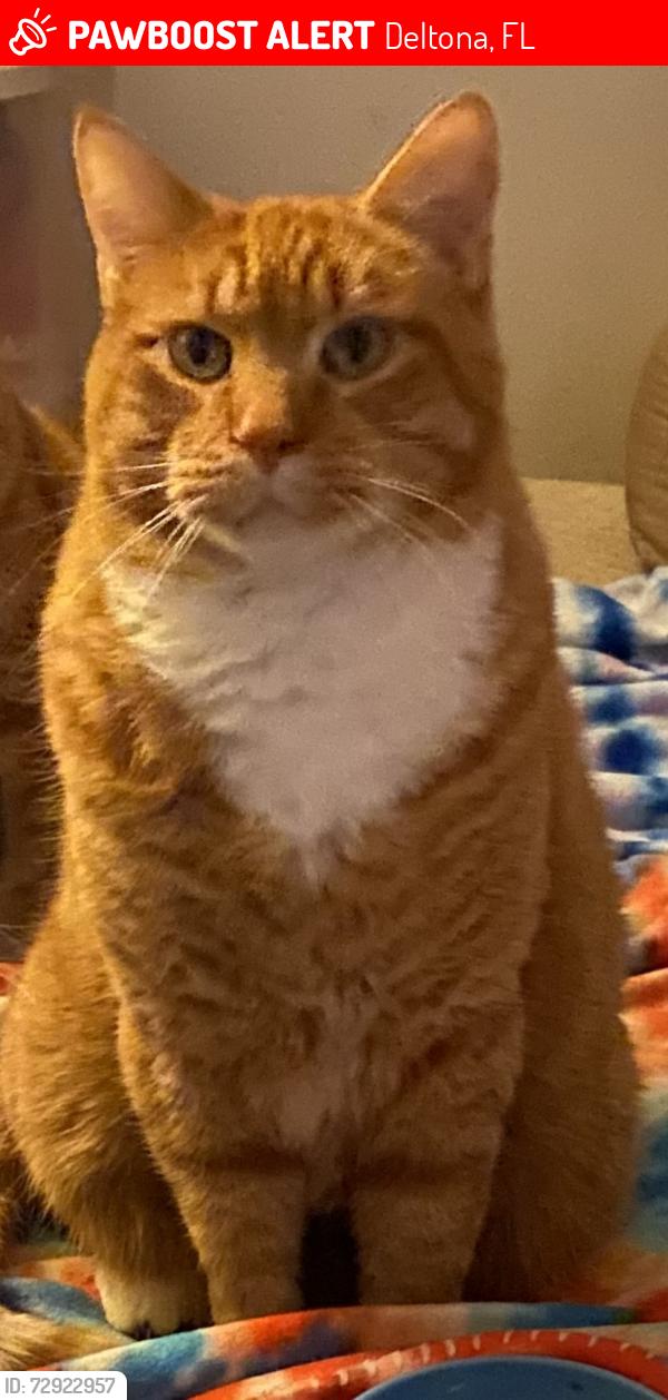 Lost Male Cat last seen Courtland Blvd & Avon Ct, Deltona, FL 32738
