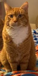 Lost Male Cat last seen Courtland Blvd & Avon Ct, Deltona, FL 32738