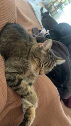 Lost Male Cat last seen gingecake, Fayetteville, GA 30214