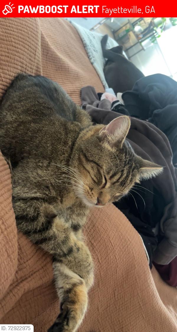Lost Male Cat last seen gingecake, Fayetteville, GA 30214