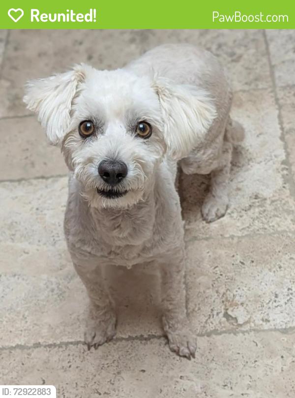 Reunited Female Dog last seen Empire and Hunt HWY, San Tan Valley, AZ 85142