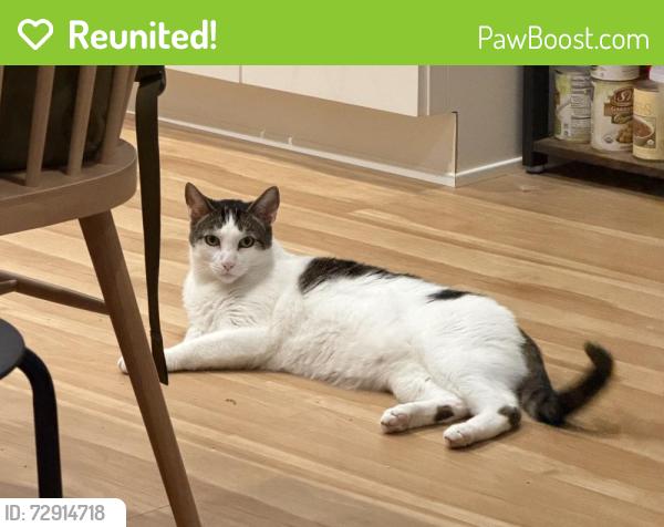 Reunited Male Cat last seen Oak Park Market, Sacramento, CA 95820