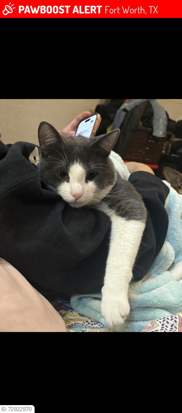 Lost Male Cat last seen Springdale & Sylvania , Fort Worth, TX 76111