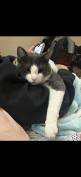 Lost Male Cat last seen Springdale & Sylvania , Fort Worth, TX 76111