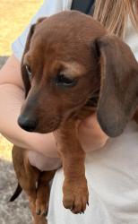 Reunited Female Dog last seen Benson park rd, Shawnee, OK 74801