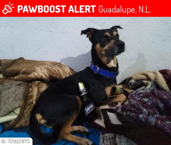 Lost Male Dog last seen Avenida Pablo Livas , Guadalupe, N.L. 67184