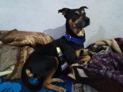 Lost Male Dog last seen Avenida Pablo Livas , Guadalupe, N.L. 67184