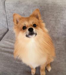 Lost Male Dog last seen Behind the town center, Virginia Beach, VA 23452