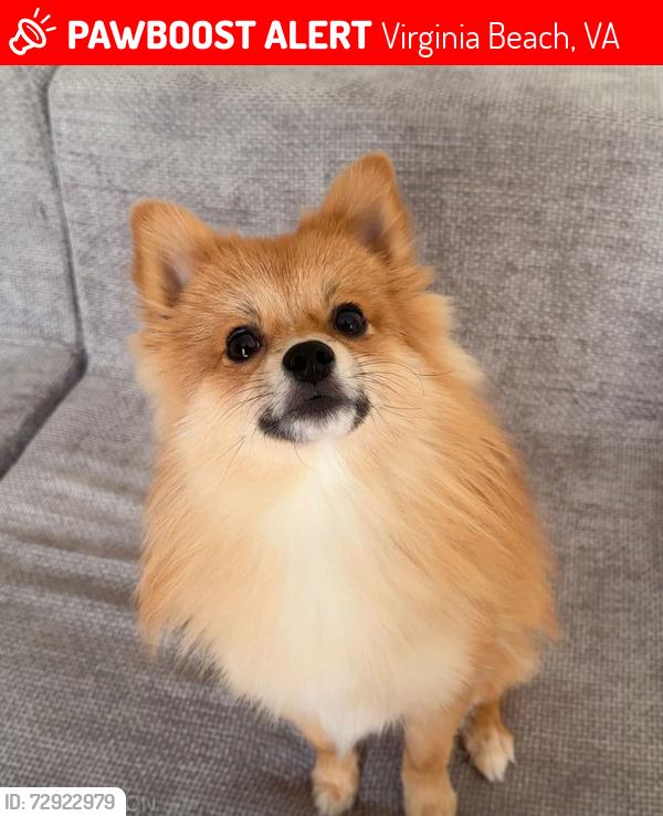 Lost Male Dog last seen Behind the town center, Virginia Beach, VA 23452