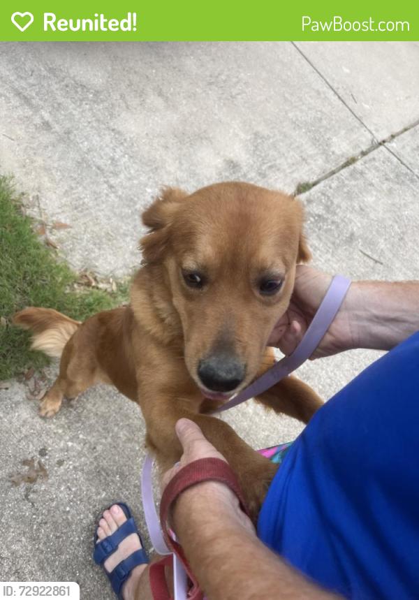 Reunited Male Dog last seen Shearwater Ave, Paloma Creek, TX 76227, USA, Paloma Creek, TX 76227