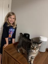 Reunited Female Cat last seen S. Main & Pendleton , Greenville, SC 29601