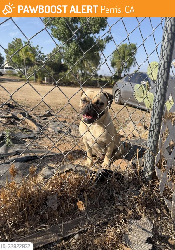 Found/Stray Female Dog last seen Read st mountain ave, Perris, CA 92570