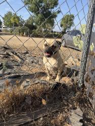 Found/Stray Female Dog last seen Read st mountain ave, Perris, CA 92570