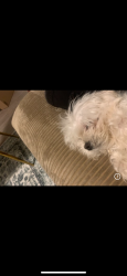 Lost Male Dog last seen City square, McDonough, GA 30252
