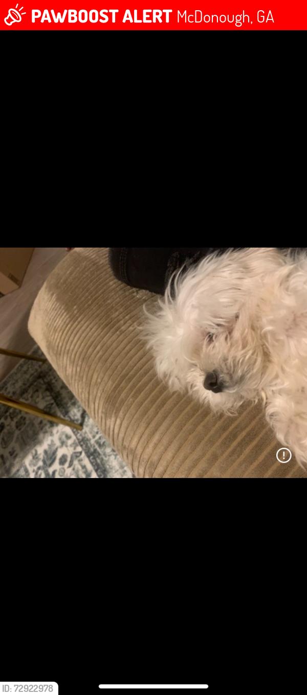 Lost Male Dog last seen City square, McDonough, GA 30252