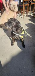 Reunited Female Dog last seen Sunkist and Ball, Anaheim, CA 92806