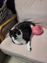 Lost Male Cat last seen Still manor, Lakeland, FL 33809