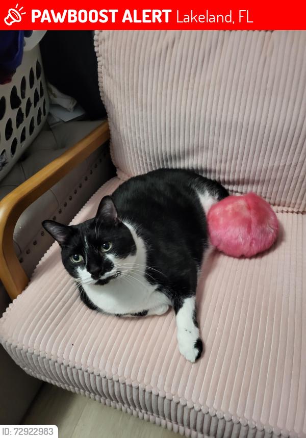 Lost Male Cat last seen Still manor, Lakeland, FL 33809