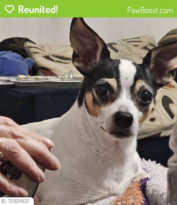 Reunited Male Dog last seen East Lamar Alexander parkway, heritage High-school , Maryville, TN 37804
