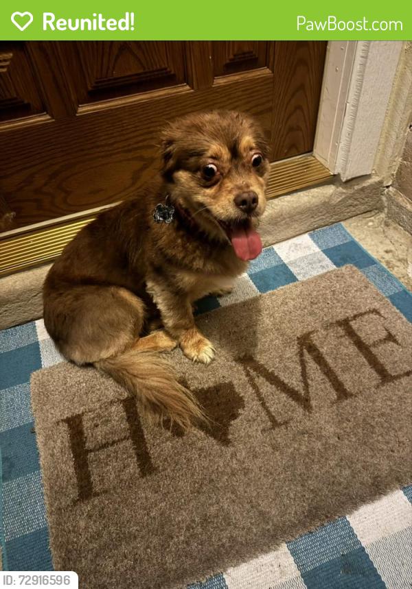 Reunited Female Dog last seen Pebble Lake Dr., Houston, TX 77095
