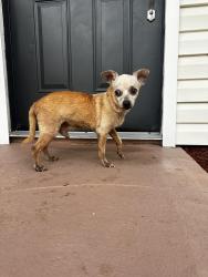 Reunited Male Dog last seen Kentwood park community off maki rd by Alexander and James redmen, Plant City, FL 33563