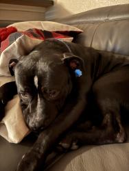 Lost Male Dog last seen Pleasant Run and Chapman, Lancaster, TX 75146