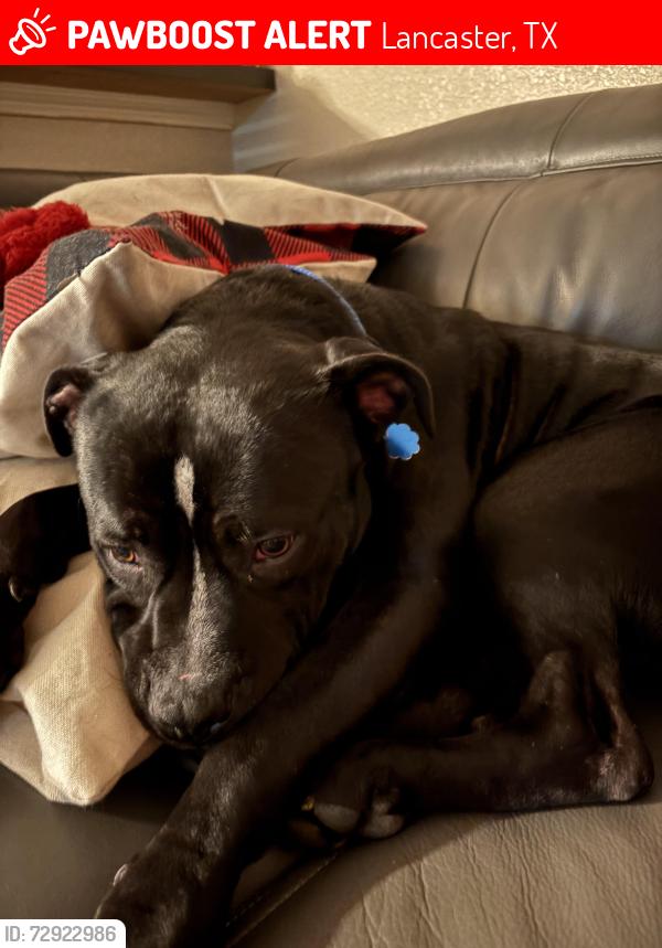 Lost Male Dog last seen Pleasant Run and Chapman, Lancaster, TX 75146