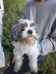 Reunited Male Dog last seen Alexander Park near Union, Grand Rapids, MI 49507