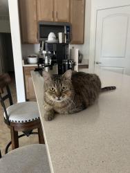 Lost Male Cat last seen Calle Calca Sahuarita , Sahuarita, AZ 85629