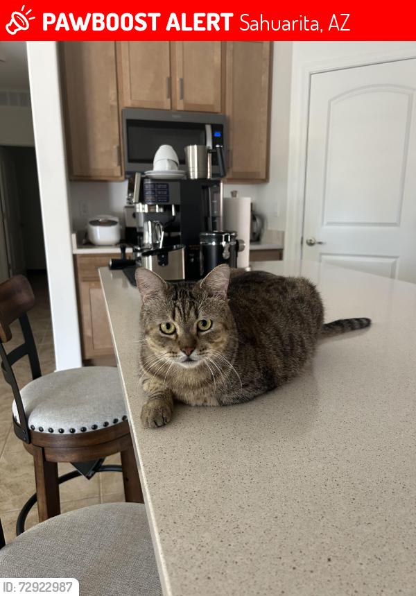 Lost Male Cat last seen Calle Calca Sahuarita , Sahuarita, AZ 85629