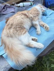 Found/Stray Male Cat last seen Earl and Case, 55106, Saint Paul, MN 55106