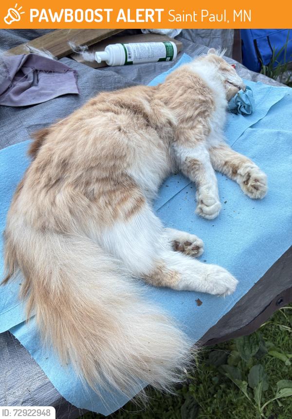 Found/Stray Male Cat last seen Earl and Case, 55106, Saint Paul, MN 55106