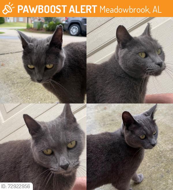 Found/Stray Unknown Cat last seen Thorn Berry Subdivision and Meadowbrook, Meadowbrook, AL 35242
