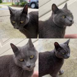 Found/Stray Unknown Cat last seen Thorn Berry Subdivision and Meadowbrook, Meadowbrook, AL 35242