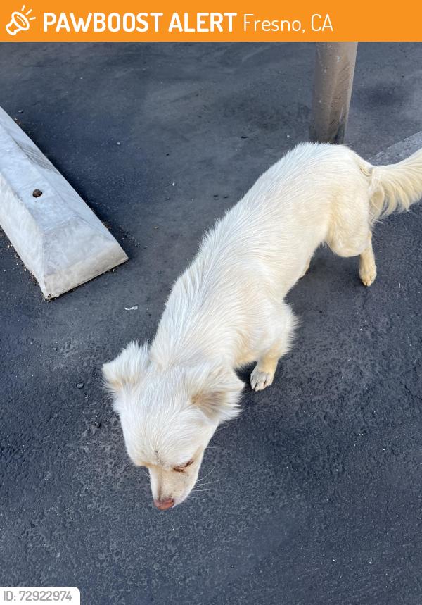 Found/Stray Male Dog last seen Dayton and Cedar, Fresno, CA 93726