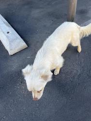 Found/Stray Male Dog last seen Dayton and Cedar, Fresno, CA 93726