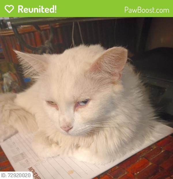 Reunited Female Cat last seen Eastern/Harris , Las Vegas, NV 89101