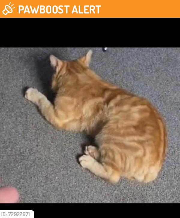 Found/Stray Male Cat last seen Fairfield road , Bramley, England LS13