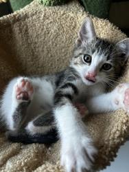 Reunited Male Cat last seen Strongbark Dr , Royse City, TX 75189