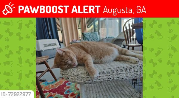 Lost Male Cat last seen Mcdade Rd Hephzibah , Augusta, GA 30906