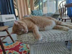Lost Male Cat last seen Mcdade Rd Hephzibah , Augusta, GA 30906